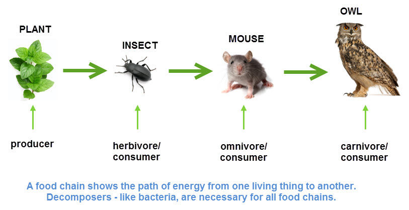 Food Chain